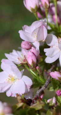 Güzel pembe ve beyaz kiraz çiçekleri güneşli bir günde hafif bir bahar esintisinde hafifçe sallanırlar. Hassas sakura yaprakları ve tomurcukları yumuşak yeşil bir arka planla ağır çekimde hareket eder.