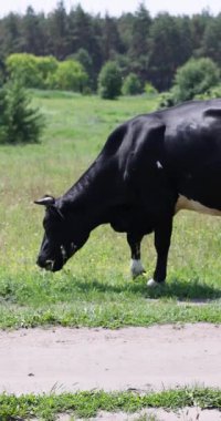 Güneşli bir yaz gününde kırsal bir alanda boynuzlu, siyah beyaz bir inek taze yeşil ot yiyor. Huzurlu bir kır manzarası ve arka planda bir orman