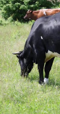 Güzel siyah beyaz süt ineği yaz boyunca güneşli bir çayırda huzur içinde taze yeşil ot yiyor. Arka planda başka bir inek otluyor, yemyeşil bitki ve ağaçlarla çevrili.