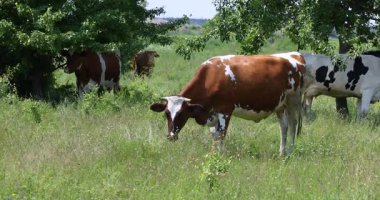 Evcil sığır sürüsü yaz güneşinin altında canlı yeşil bir çayırda otlarken, diğerleri ağaçların gölgesinde dinlenirken, kahverengi ve beyaz bir inek ön planda ot yiyor.