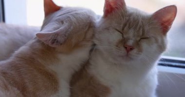 İki sevimli kızıl kedi pencere eşiğinde birbirine sarılıyor, bir kedi diğerini sevgiyle yalıyor ve tımar ediyor, şefkatli bir sevgi ve özen göstererek kedi dostluğu sergiliyor.