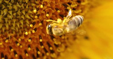 Bir ayçiçeğinden nektar toplayan sarı polenle kaplı bir bal arısına aşırı yakın çekim. Çalışkan böcekler, güneşli bir yaz günü tarlada canlı sarı bir çiçeği tozluyorlar.