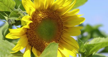 Parlak sarı ayçiçeği, açık mavi gökyüzüne karşı yaz melteminde hafifçe sallanıyor. Rüzgarda hareket eden yeşil yapraklar ve güzel yapraklarını aydınlatan güneş ışığı.