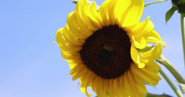 Güneşli bir yaz gününde açık mavi gökyüzünün altında açan güzel sarı ayçiçeği meşgul bir bal arısı, doğanın ahengi ve tozlaşmayı gösteren nektar ve polen topluyor.