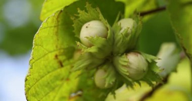 Olgunlaşmamış yeşil fındık kümesinin yakınında, fibertler olarak da bilinir, canlı yeşil yapraklar arasında bir ağaç dalında yetişir, yaz güneşi altında rüzgarda yavaşça sallanır.