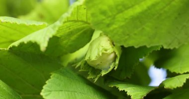 Olgunlaşmamış yeşil fındık, canlı yapraklarla çevrili. Rüzgarda yavaşça sallanıyor. Fındık ağacı dalında. Doğal, organik bir meyve bahçesinde fındık yetiştirmek için güzel detaylı çekim.