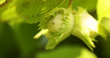 Güzel, olgunlaşmamış yeşil fındıklar, bir fındık ağacının dalından sarkan ve yaz rüzgarında hafifçe sallanan yeşil yaprakların arasından süzülen yumuşak güneş ışığı.