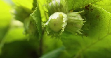 Genç, yeşil, olgunlaşmamış fındıklar bir ağacın dalında büyüyor, canlı yapraklarla çevrili ve hafif güneş ışığıyla aydınlatılıyor, yumuşak, doğal bir esintide yavaşça salınıyor.