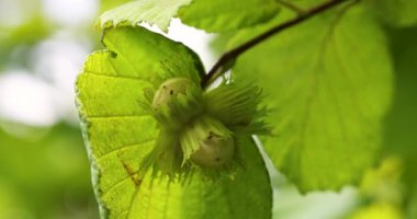 Olgunlaşmamış yeşil fındıklar yapraklı bir daldan sarkan ve verimli bir ormanda hafif bir esinti ile sallanan doğal büyümeyi, organik tarımı ve yaz sonu hasat mevsimini temsil eden