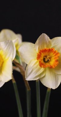 Taze sarı ve beyaz nergis çiçekleri çiçek yapraklarının üzerine su damlaları damlatarak bir bukette yavaşça dönüyorlar. Narcissus çiçekleri koyu bir arka planda izole edilmiş, canlı renklerini sergiliyorlar.
