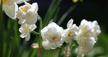 Güzel beyaz ve sarı çift nergisler zarif bir şekilde bahar bahçesinde hafif bir esinti içinde sallanırlar, yemyeşil yapraklar yumuşak bir odak arka plan sağlar dingin bir atmosfer yaratır.