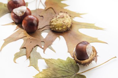 Mature chestnuts and autumn leaves isolated on white background, close up