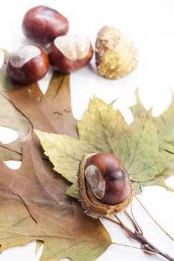 Mature chestnuts and autumn leaves isolated on white background, close up