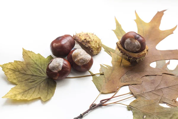 Mature chestnuts and autumn leaves isolated on white background, close up — Stockfoto