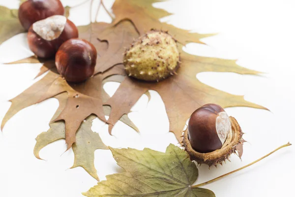 Mature chestnuts and autumn leaves isolated on white background, close up — Stock fotografie