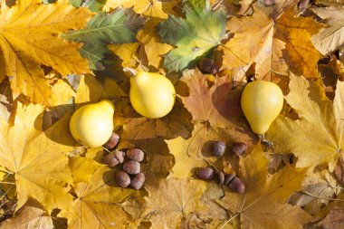 Arka plan, closeup sonbahar natürmort kabaklar ve meşe palamutları üzerinde sonbahar yaprakları