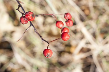 Alıç çilek bir şube, sonbahar kroki, güzel sonbahar resim olgun çilek