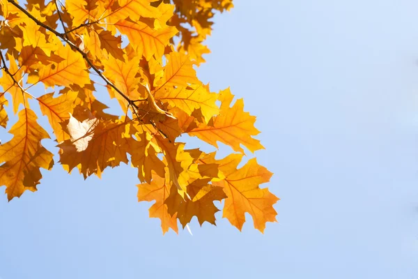 Sárga őszi levelek a kék ég ellen — Stock Fotó
