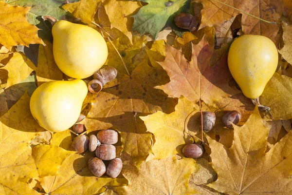 Nature morte d'automne avec des citrouilles et des glands sur fond de feuilles d'automne, gros plan — Photo