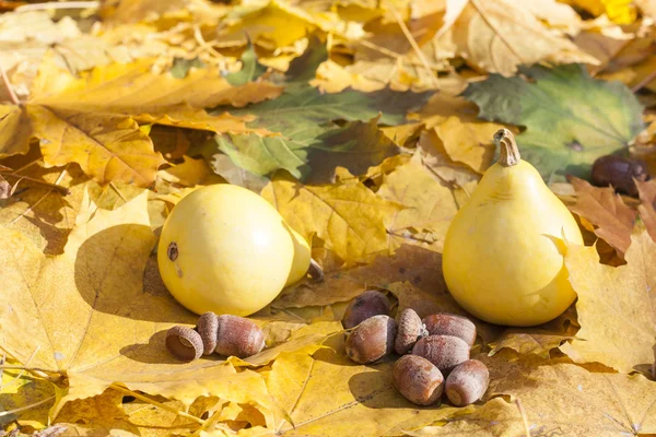 Herfst Stilleven met pompoenen en eikels op herfst laat achtergrond, close-up — Stockfoto