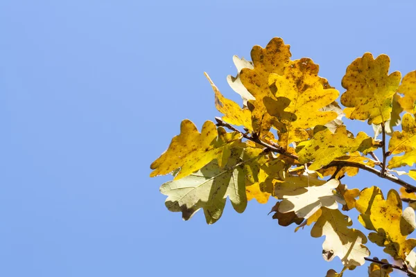 Folhas de outono amarelo contra o céu azul — Fotografia de Stock