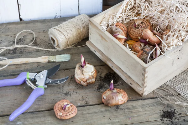 Gardening tools, tubers (bulbs) gladiolus on dark wooden table — Stock fotografie