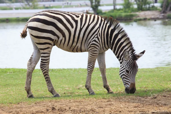 Vista lateral corpo inteiro de zebra africana no campo verde — Fotografia de Stock