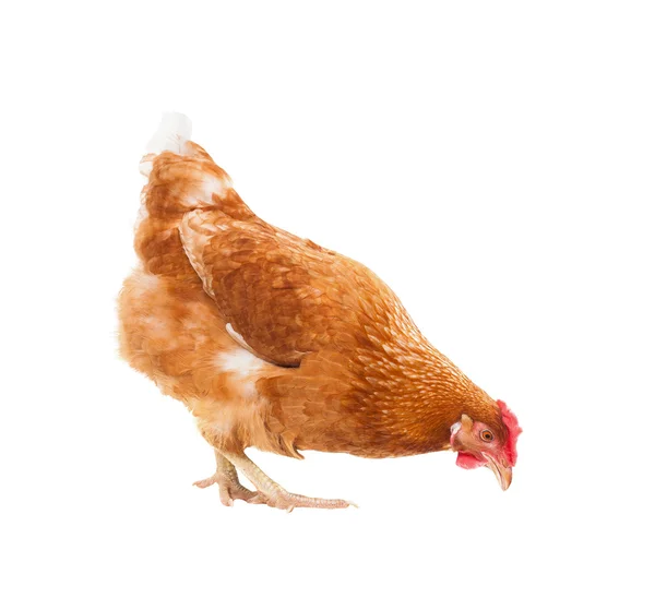 Ganzkörper von braunen Hühnerhuhn stehend isoliert weißen Hintergrund — Stockfoto