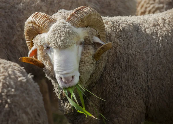 Maschio merino pecore mangiare erba ruzi in fattoria ranch rurale — Foto Stock