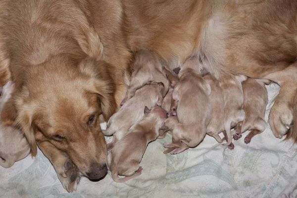 Recién nacido de cachorros golden retriever primer día acostado con mamá — Foto de Stock