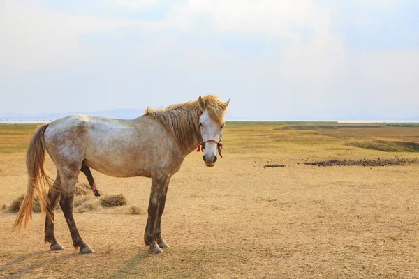 Retrato corpo inteiro de belo cavalo macho branco com ri perfeito — Fotografia de Stock