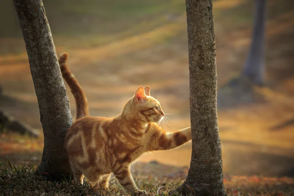 Gato de piel naranja doméstica relajándose en el parque con hermosa mañana —  Fotos de Stock