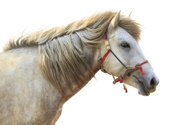Vista laterale della testa di cavallo bianco isolato sfondo bianco — Foto Stock