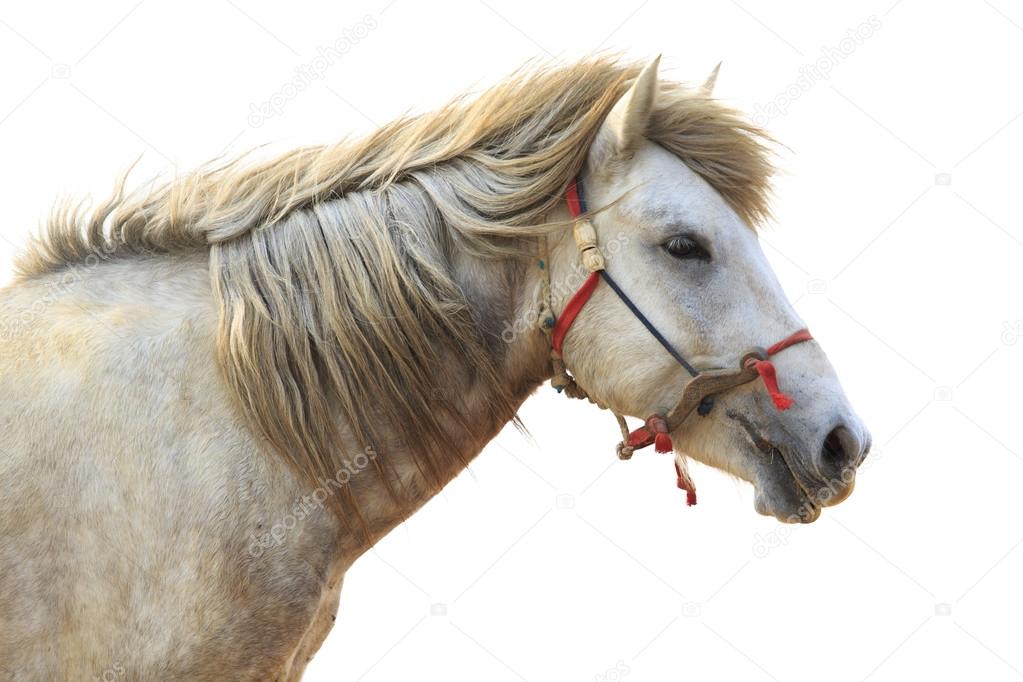 Vista Lateral De Um Cavalo Olhando Para Trás Na Frente Do Fundo Branco Foto  Royalty Free, Gravuras, Imagens e Banco de fotografias. Image 18179634