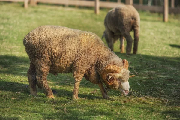 Cuerpo completo de ovejas merino macho alimentando pasto verde en rancho vivo — Foto de Stock