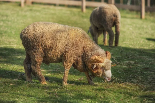 Full body of male merino sheep feeding green grass in ranch live — Stock Photo, Image