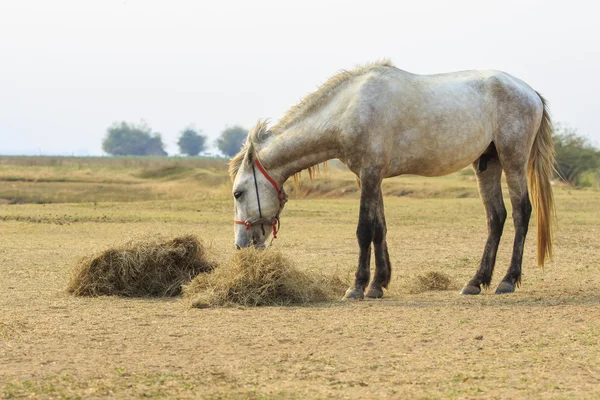 Male horse eating dry straw in rural field — Stock Photo, Image