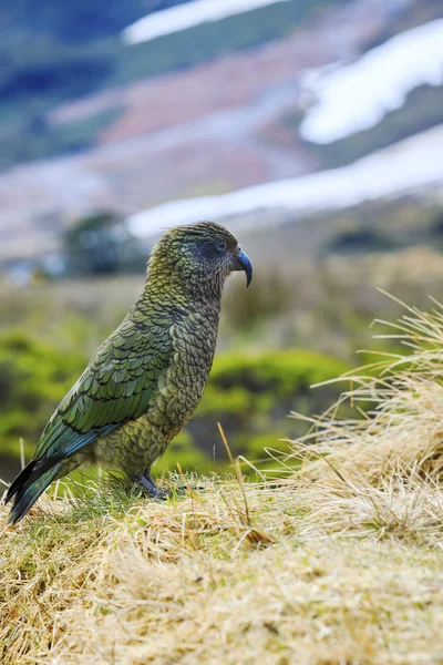 Fechar a pena cor bonita, plumagem de kea pássaros com borrão — Fotografia de Stock