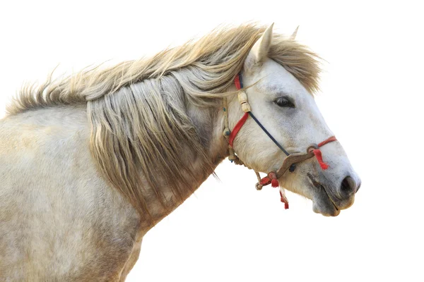 Vue latérale de la tête de cheval blanc isolé fond blanc — Photo