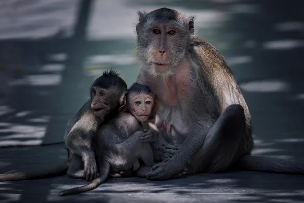 Familia de monos en estado salvaje — Foto de Stock