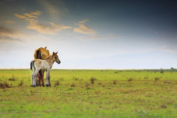 Piccolo cavallo e mamma libertà nel prato verde — Foto Stock