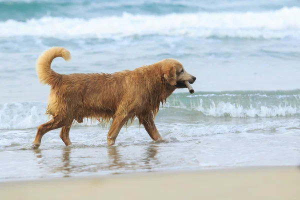 Portret psa złoty retriever gra szczęście emocji — Zdjęcie stockowe