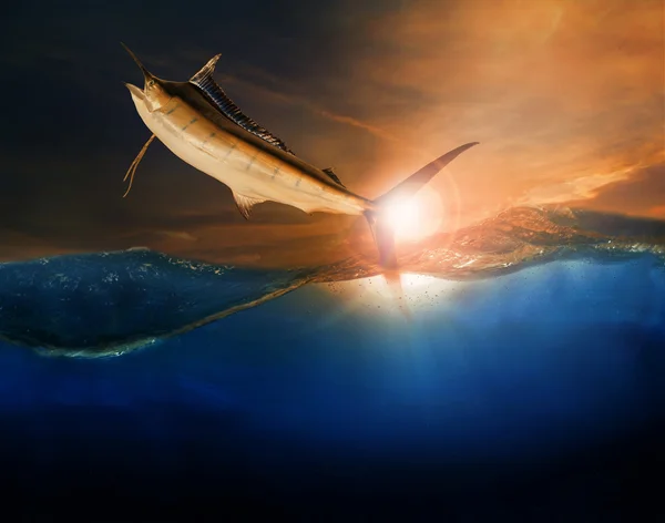 Sailfish flyger över blå havet ocean använder för marina livet och beau — Stockfoto