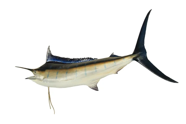 Full body of blue marine fish isolated white background side view — Stock Photo, Image