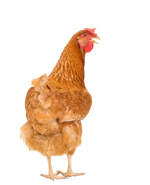 Полное тело коричневой курицы стоит изолированный белый backgroun — стоковое фото