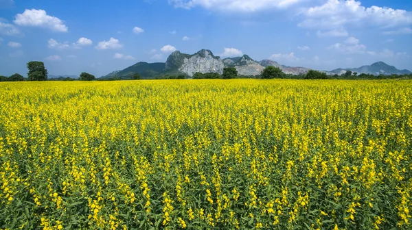 Luchtfoto van gele sunhemp bloemen veld in agricuilture mead — Stockfoto