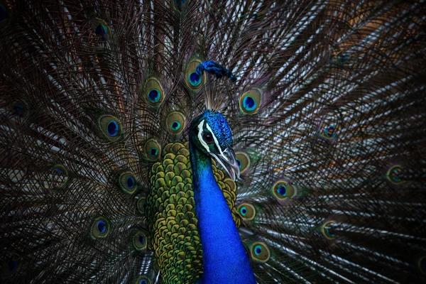 Güzel üreme plu ile erkek Hint tavuskuşu yüzü yukarı kapatın — Stok fotoğraf