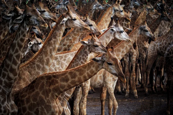 Stado abstrack żyrafa w dziki — Zdjęcie stockowe