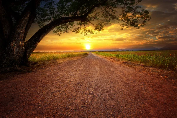 Land scape of dustry road in rural scene and big rain tree plant — Stock Photo, Image