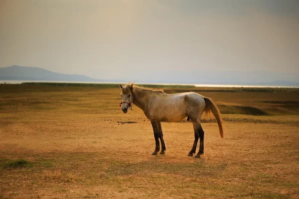 Cavalo macho no campo de fazenda rural — Fotografia de Stock